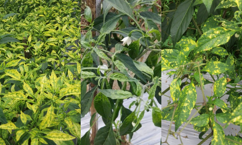 Atasi Serangan Virus Pada cabai